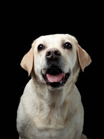 Téléchargez les photos : Un chien Labrador Retriever regarde vers le haut, mis en valeur dans un contexte noir intense, exsudant de la curiosité - en image libre de droit