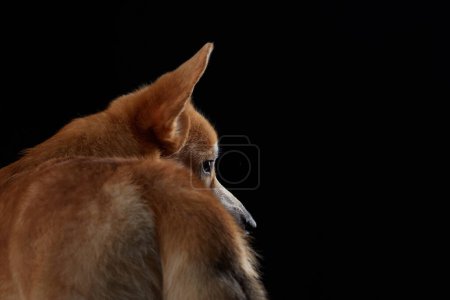 Photo for A profile view of a Shiba Inu dog head against a black background. Pet in studio - Royalty Free Image