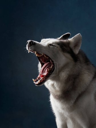 Foto de Un perro Husky siberiano capturado a mitad de aullido, mostrando sus poderosas mandíbulas y gruesa piel - Imagen libre de derechos