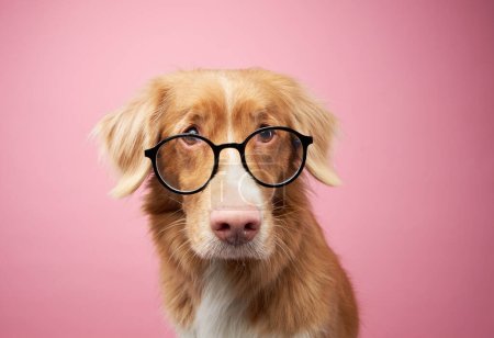 An intelligent-looking Nova Scotia Duck Tolling Retriever with glasses, pink background. The accessory adds a whimsical touch to the dogs studious expression in this playful portrait