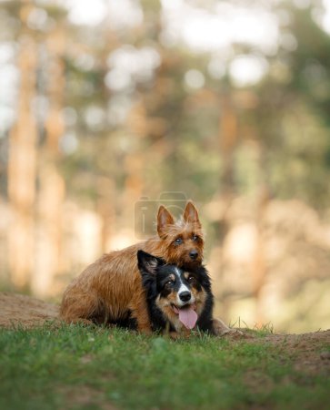 A serene Australian Terrier and a vigilant Border Collie share a tranquil moment in the forest, their expressions reflecting a deep connection with nature