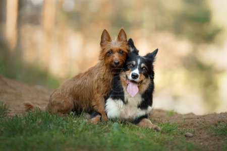 Photo for A serene Australian Terrier and a vigilant Border Collie share a tranquil moment in the forest, their expressions reflecting a deep connection with nature - Royalty Free Image