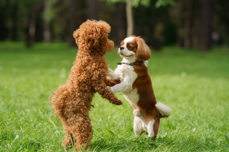 Two playful dogs, a Poodle and a Cavalier King Charles Spaniel, are standing up on their hind legs on a lush green lawn, engaging in a friendly dance or greeting