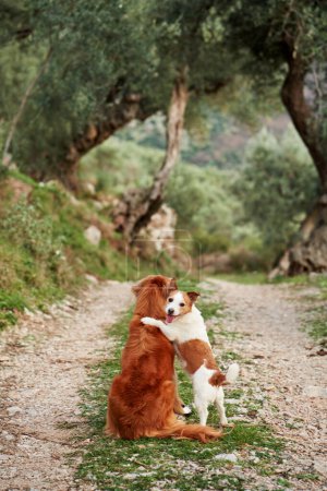 two dogs share a tender moment on a rocky path, a larger reddish dog sits while a smaller white and brown one stands on hind legs, embracing