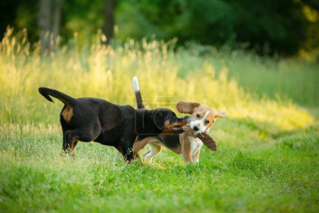 Photo for Two Beagle dogs play tug-of-war on a vibrant green lawn, sunlight filtering through tall grasses behind them. The scene is lively, capturing the essence of playful canine camaraderie in the outdoors - Royalty Free Image