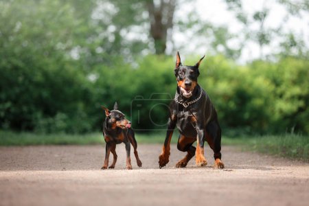 Photo for A poised Doberman Pinscher and its miniature counterpart stand alert on a gravel path, showcasing their sleek forms and attentive stances - Royalty Free Image