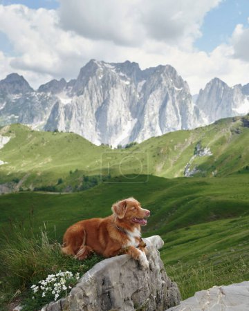 Nova Scotia Duck Tolling Retriever enjoys a mountaintop view. With majestic peaks behind, this alert and happy canine 
