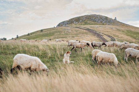 Photo for A lone dog attentively watches over a flock of sheep on a grassy hillside. Pet vigilance stands out amidst the pastoral scene, under a clouded sky - Royalty Free Image