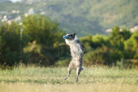 Photo for A Border Collie dog jubilantly leaps into the air, catching a blue ball in a grassy meadow. The image is a celebration of the joy of playtime in nature - Royalty Free Image