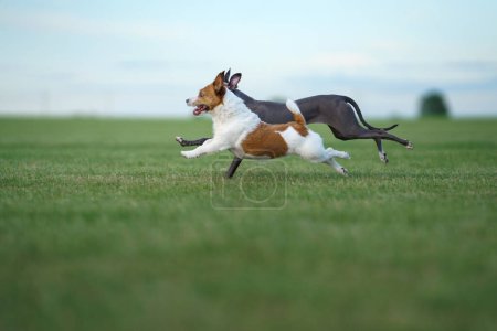 Photo for A Jack Russell Terrier dog and a Greyhound engage in a high-speed chase, the Terrier ears flapping with the force of its acceleration. High quality photo - Royalty Free Image