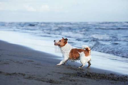 Photo for A spirited Jack Russell Terrier dashes through shallow water on a beach - Royalty Free Image