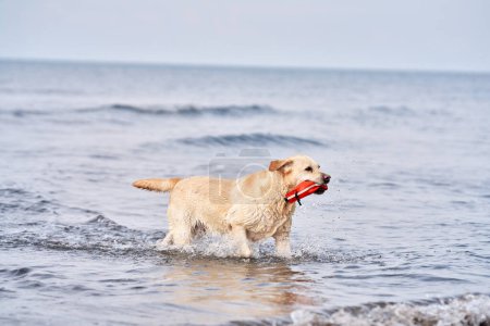 Ein nasser Labrador Retriever holt freudig ein Spielzeug inmitten von Meereswellen