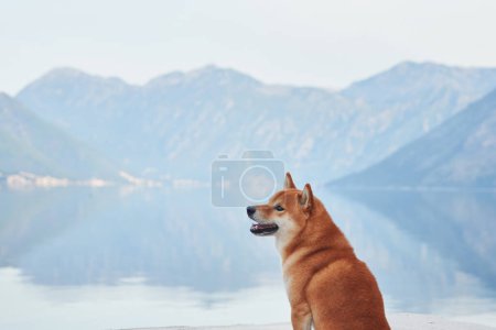 Foto de Un perro Shiba Inu se encuentra majestuosamente sobre un pedestal, con vistas a un lago con montañas en el fondo. La pose de las mascotas y el paisaje sereno encarnan un espíritu de aventura y exploración - Imagen libre de derechos