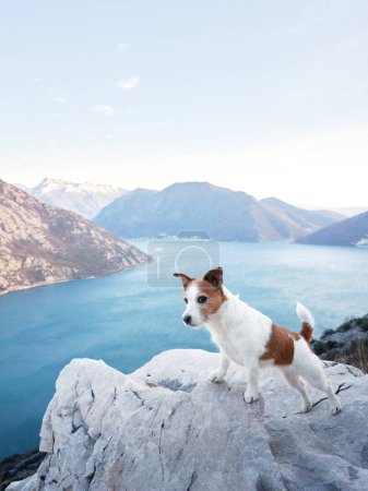 A Jack Russell Terrier dog stands poised on a rocky overlook, surveying the mountainous lakeside landscape at dawn