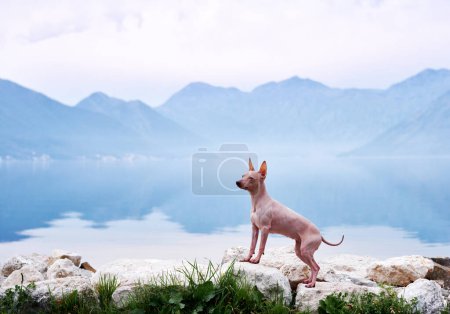 An American Hairless Terrier dog stands attentively atop a rock, overlooking a calm lake and mountainous backdrop