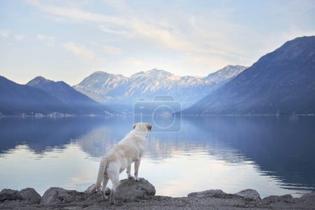 Un chien Labrador Retriever regarde un lac de montagne tranquille au crépuscule. Animaux de compagnie dans la nature 