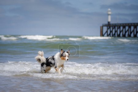 An Australian Shepherd dog frolics in the shallow sea, with waves and a pier in the distance. The spirited dogs coat contrasts with the foam-tipped waves under a bright sky.