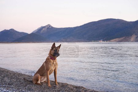 A Belgian Malinois dog sits attentively on a pebble beach, overlooking a serene lake with mountains in the twilight backdrop