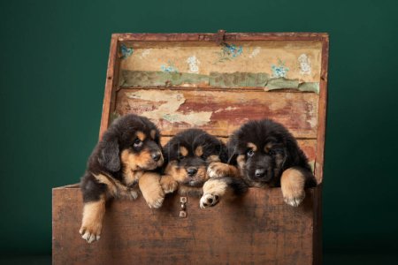 Three Tibetan Mastiff puppies lounge in an antique wooden chest, their fluffy coats and sleepy eyes evoking a sense of coziness