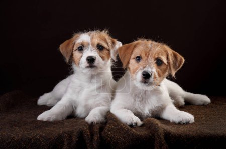 Photo for Two Jack Russell Terrier puppies lounging on a brown fabric. Dog in studio - Royalty Free Image