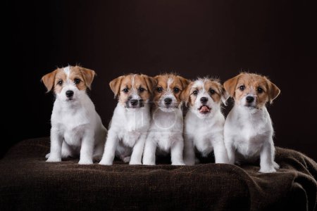 Ein Quintett von Jack Russell Terrier-Welpen posiert vor dunklem Hintergrund. Haustiere im Studio 