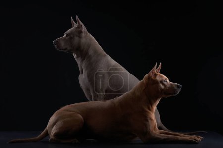 Profilporträts zweier thailändischer Ridgeback-Hunde, einer in silberblau und der andere in kupferfarbenem Farbton, zeigen eine königliche Haltung vor dunklem Hintergrund