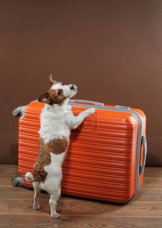 Ein aufgeregter Jack Russell Terrier Hund mit Pfoten auf einem orangefarbenen Koffer, bereit für Abenteuer. Dieser eifrige Hund symbolisiert die Freude und Vorfreude auf das Reisen