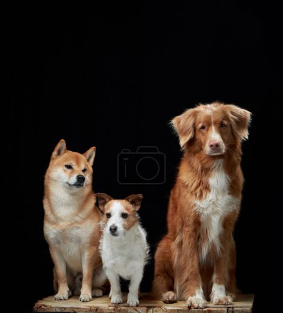 Foto de Los perros Shiba Inu, Jack Russell Terrier y Nova Scotia Duck Tolling Retriever se mantienen unidos, sentados sobre un fondo negro - Imagen libre de derechos