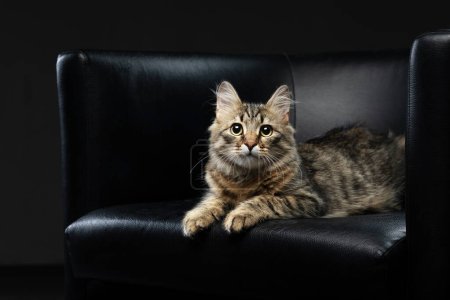 Ein flauschiges gestromtes Kätzchen liegt auf einem eleganten schwarzen Lederstuhl, seine Augen leuchten vor Neugier. 