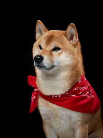 Shiba Inu adorned with a red bandana, studio portrait. A poised dog wears a vibrant scarf, set against a stark black backdrop