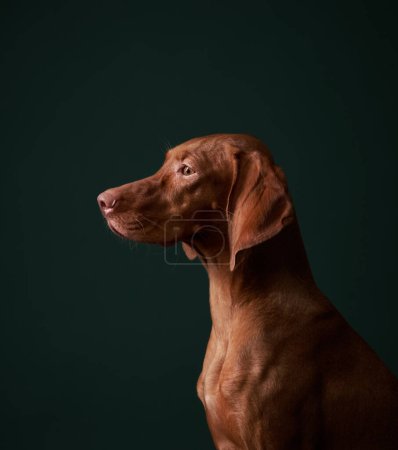A poised Vizsla dog sits attentively against a dark backdrop, its gaze fixed intently off-camera
