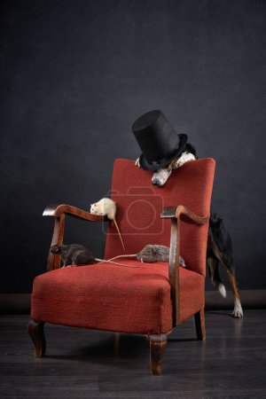 A Border Collie dog hides behind a magician top hat on a chair, with rats around