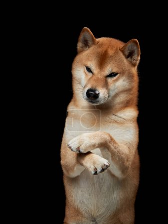A poised Shiba Inu dog with a winking expression, stands on its hind legs against a dark background
