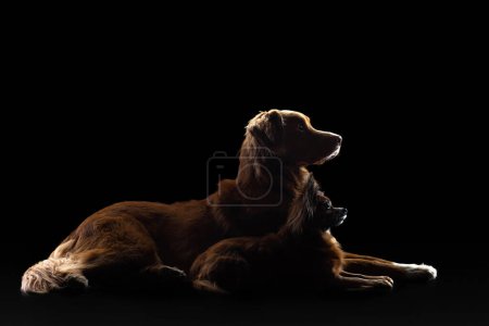 Un par de perros reclinados en silueta sobre un telón de fondo negro, uno mirando hacia arriba con una sensación de anhelo. 