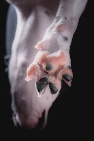 Eine Hundepfote wird in Großaufnahme auf ihren rosafarbenen und schwarzen Kissen eingefangen. Haustier im Studio