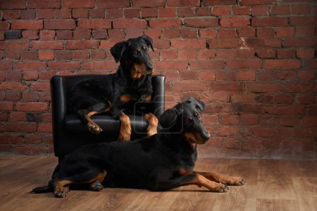 Two Beaucerons dogs relax together, one laying down and the other perched on a chair against a brick wall backdrop