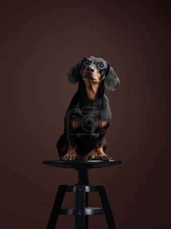 A poised Dachshund dog presents with glossy black and tan fur, perched regally upon a studio stool. The dignified stance and clear gaze of the dog command attention