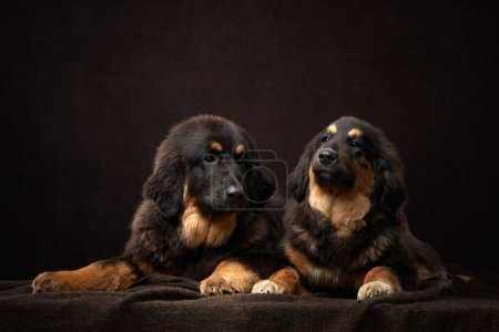 Two Tibetan Mastiff puppies exhibit their fluffy coats and watchful eyes against a dark backdrop. Dog in studio