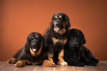 Photo for Trio of Tibetan Mastiff puppies lounging, showcasing their dense coats and varying hues. Dog on red background - Royalty Free Image