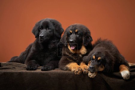 Trio of Tibetan Mastiff puppies lounging, showcasing their dense coats and varying hues. Dog on red background 