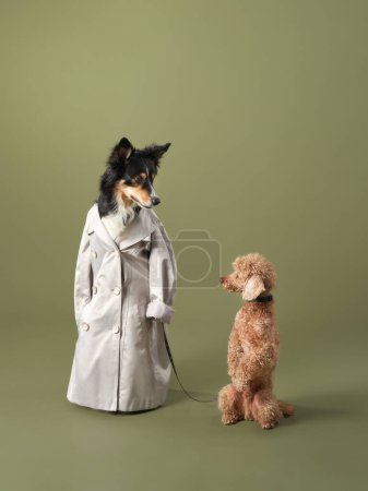 Dog in a trench coat oversees a sitting Poodle, studio capture. The image humorously depicts a Border Collie standing on hind legs in human attire