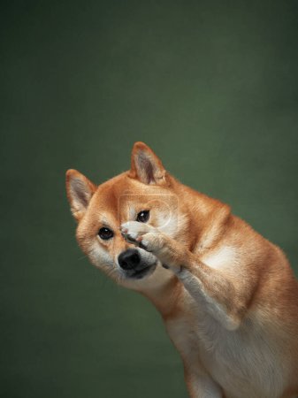 Ein entzückender Shiba-Inu-Hund zeigt sich von seiner verspielten Seite und blickt schüchtern durch erhobene Pfoten vor sanftem grünem Hintergrund