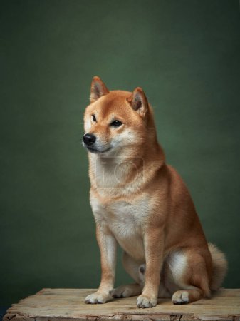 Ein ausbalancierter Shiba Inu Hund sitzt aufmerksam vor einem gedämpften Hintergrund und strahlt Eleganz und Wachsamkeit aus