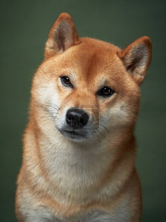 Ein ausbalancierter Shiba Inu Hund sitzt aufmerksam vor einem gedämpften Hintergrund und strahlt Eleganz und Wachsamkeit aus