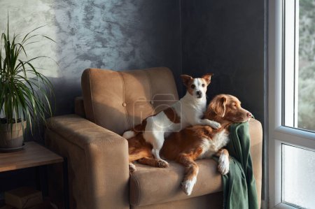 Téléchargez les photos : Deux chiens se détendent sur un canapé bronzé, un moment d'amitié capturé à l'intérieur. Un Jack Russell Terrier brun et blanc se tient en alerte tandis qu'un pêcheur de canards serein de la Nouvelle-Écosse se penche doucement contre lui - en image libre de droit