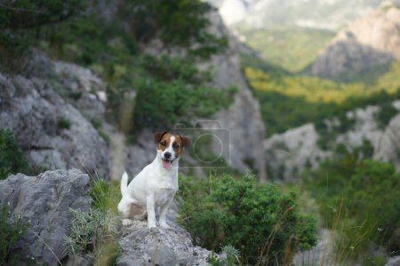Téléchargez les photos : Un chien Jack Russell Terrier s'assoit fièrement sur un sentier rocheux. Entouré de montagnes, ce petit aventurier prend la grandeur - en image libre de droit