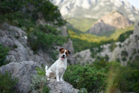 Un perro Jack Russell Terrier se sienta orgullosamente en un camino rocoso. Rodeado de montañas, este pequeño aventurero admira la grandeza