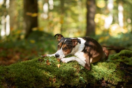 A pensive mixbreed dog lounges on a moss-covered log in a serene forest, enveloped by a gentle hush