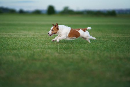 An exuberant Jack Russell Terrier dashes across a lush green field, embodying the spirit of play and freedom. Its ears flap with its bounding momentum