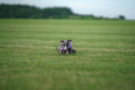 Photo for A Greyhound puppy pauses during play, a purple toy encircling its neck against a backdrop of manicured grass. The scene portrays a moment of rest in a playful day, the pups gaze alert and curious - Royalty Free Image